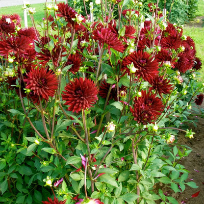 DAHLIA CHAT NOIR 