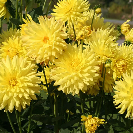 DAHLIA CACTUS FANTASIA 