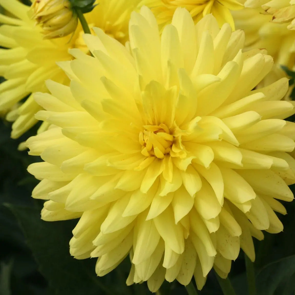 DAHLIA CACTUS FANTASIA 