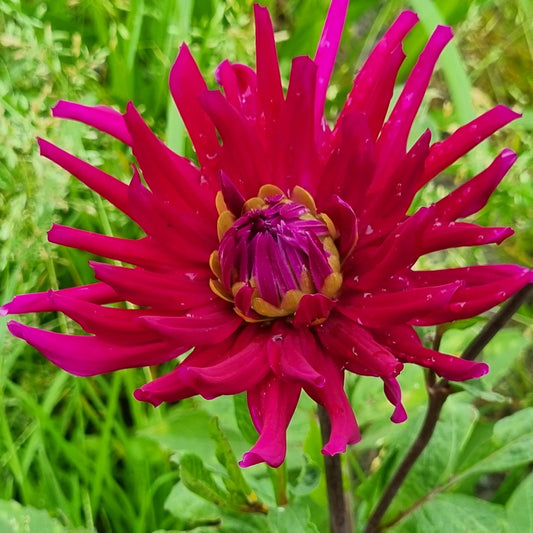 DAHLIA CACTUS ORFEO AB 