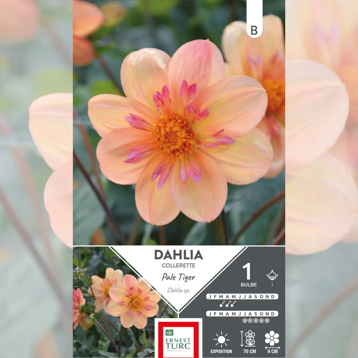 DAHLIA COLLERETTE PALE TIGER 