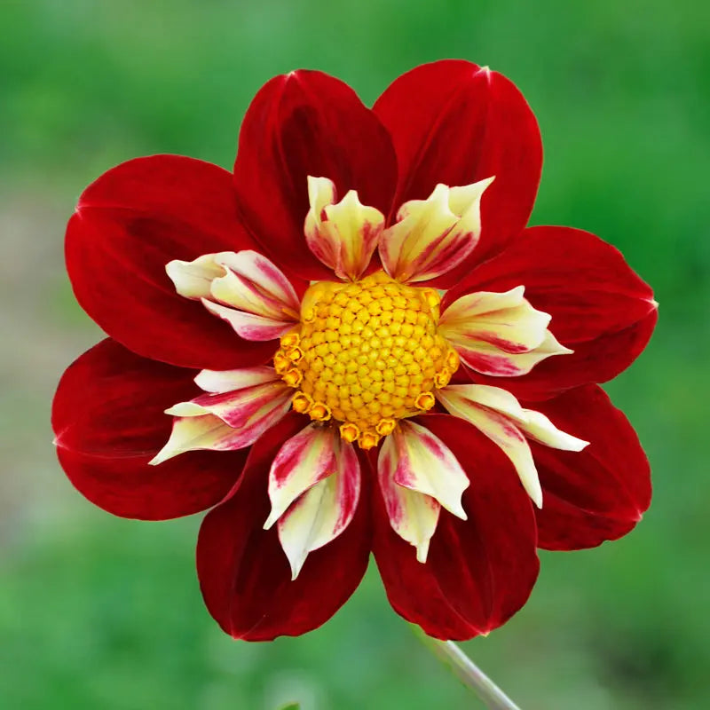 DAHLIA COLLERETTE RAISSA 
