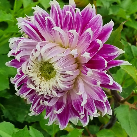 DAHLIA DÉCORATIF AVIGNON AB 