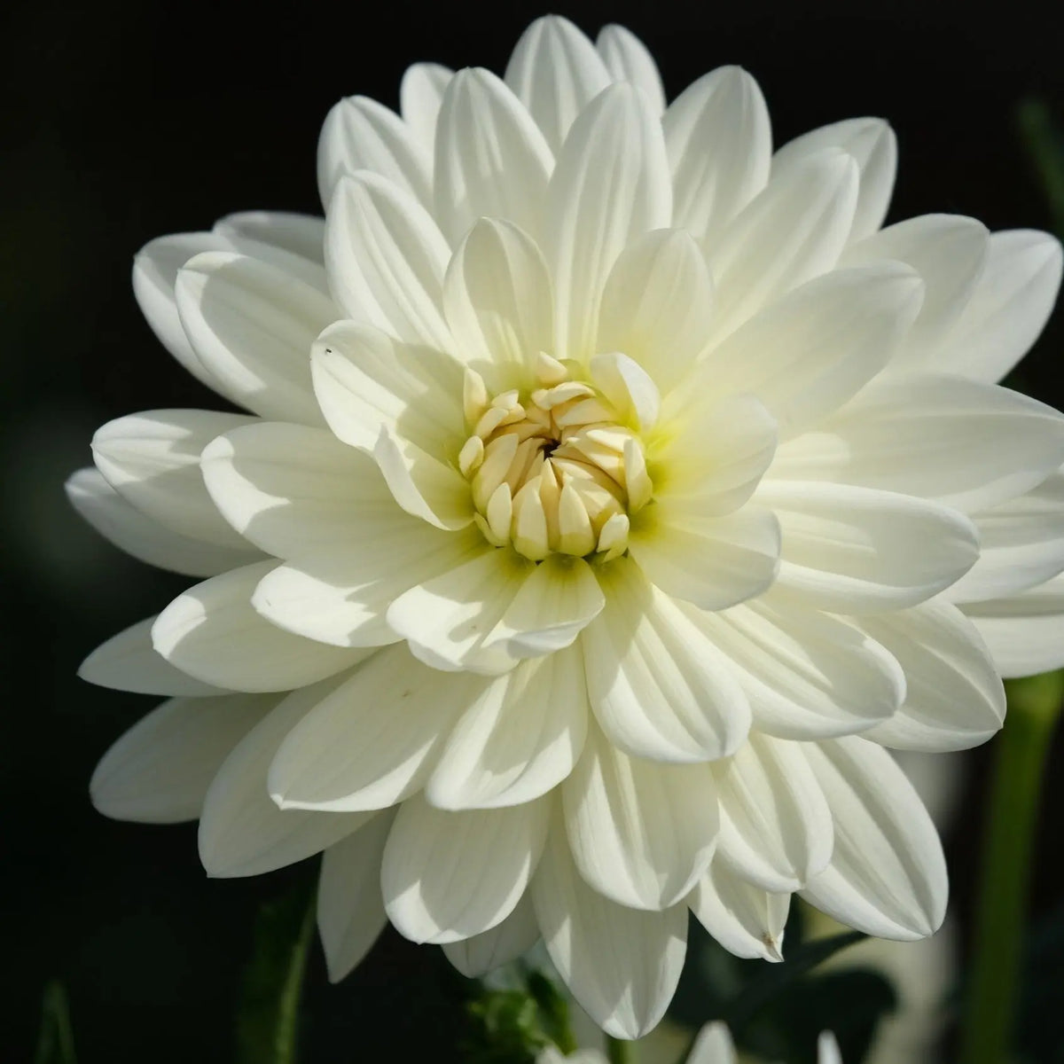 DAHLIA DECORATIF BLANC PERFECTION AB 