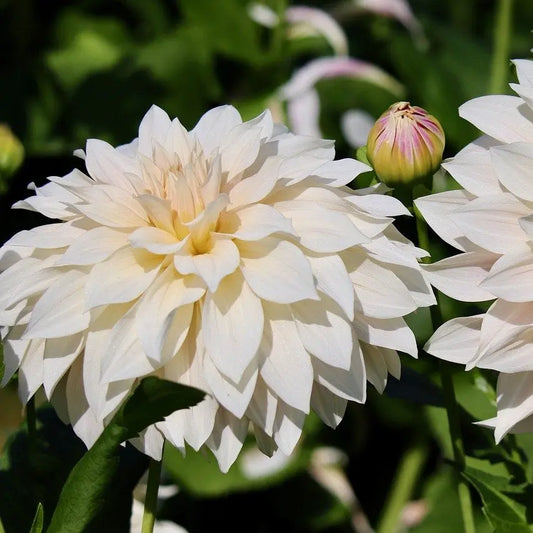 DAHLIA DECORATIF CAFE AU LAIT AB 