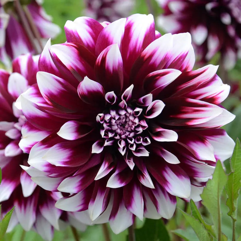 DAHLIA DÉCORATIF CONTRASTE 