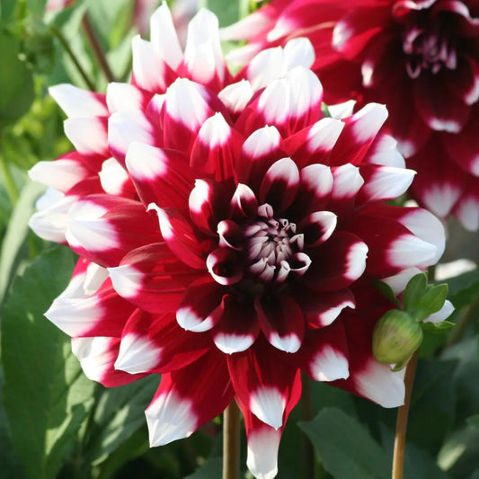 DAHLIA DECORATIF DUET AB