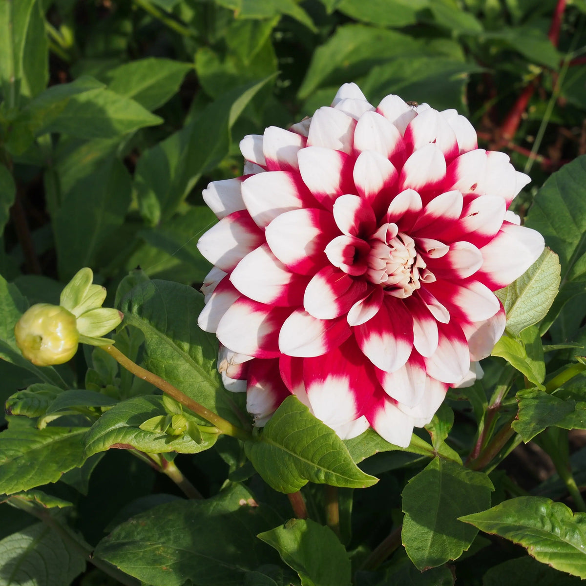 DECORATIVE DAHLIA DUET AB