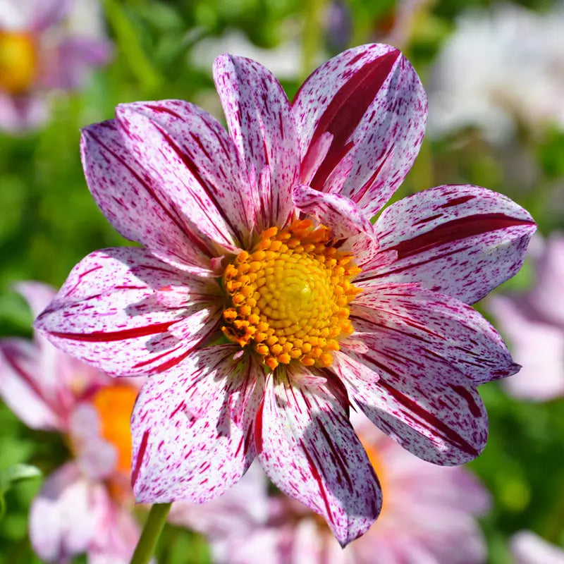 DAHLIA DÉCORATIF GÉANT ICARE 