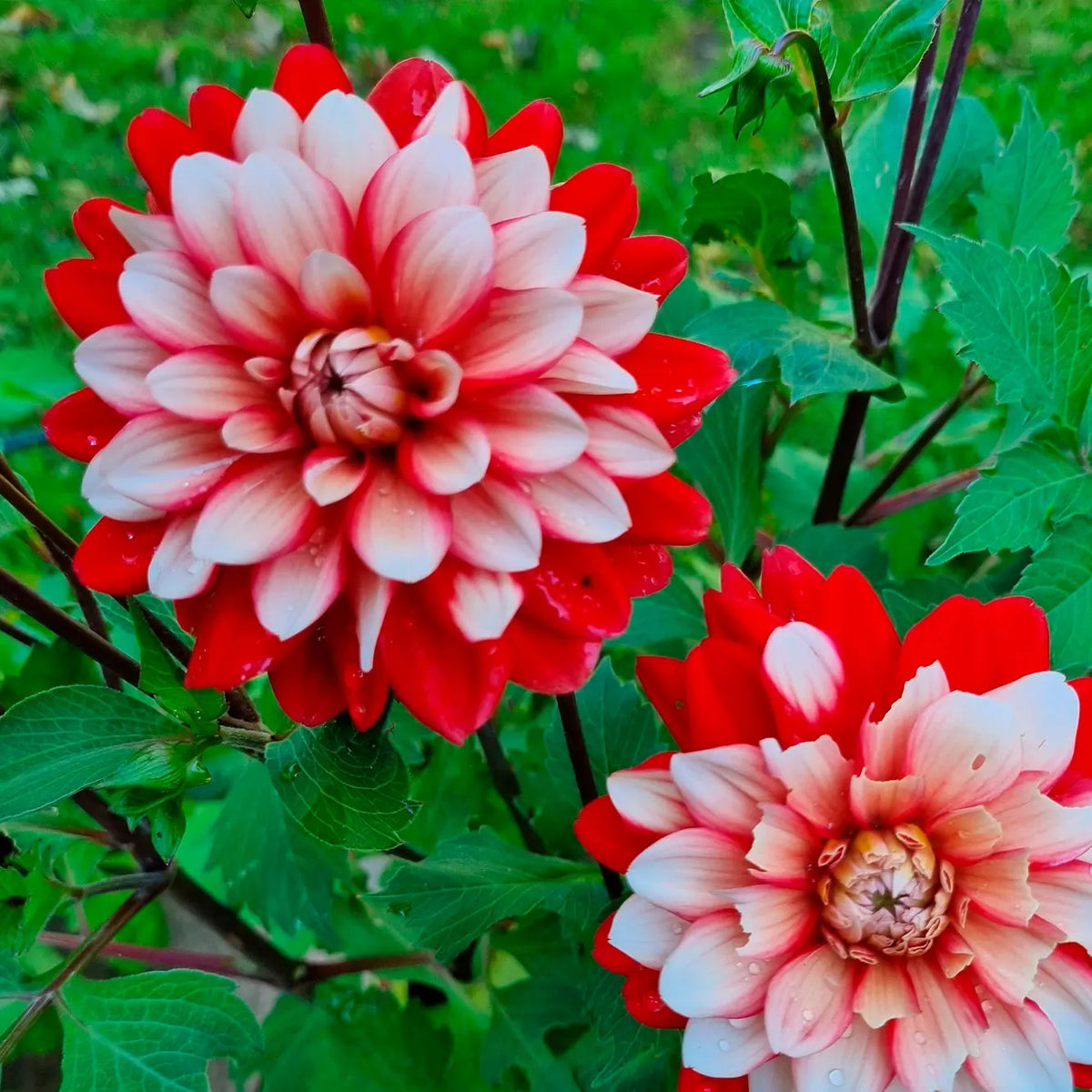 DAHLIA DECORATIF LARRY'S LOVE AB 