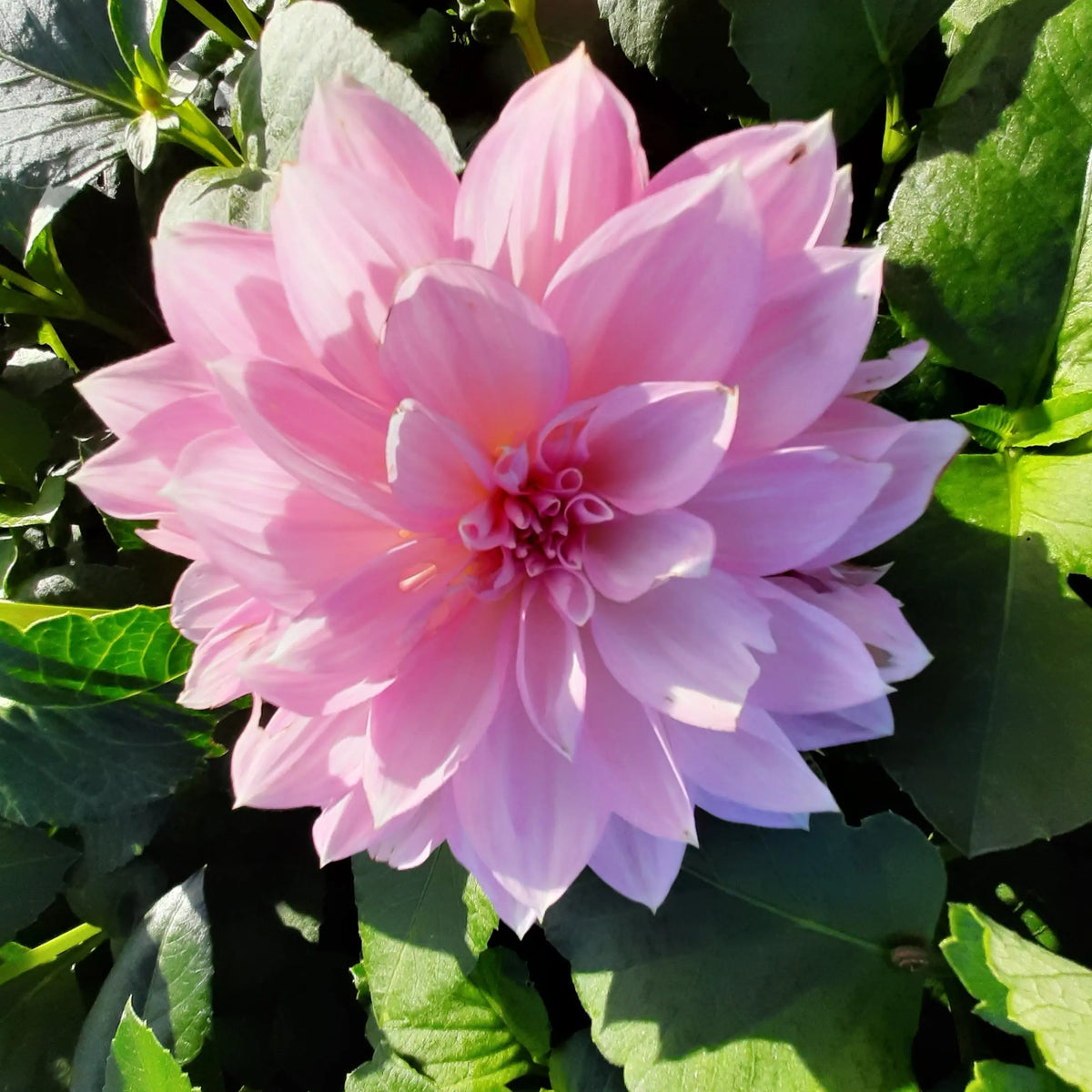 DAHLIA DECORATIF LAVENDER PERFECTION AB 
