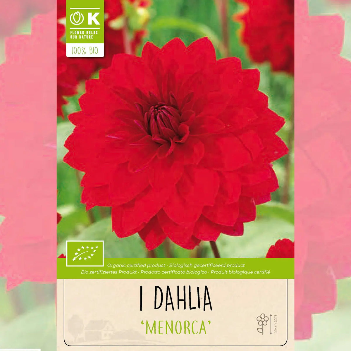 DAHLIA DECORATIF MENORCA AB 