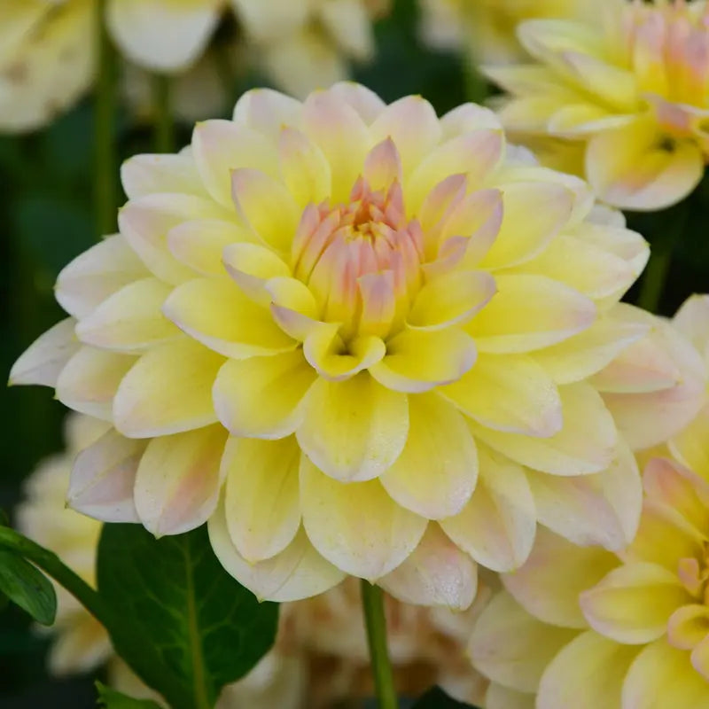 DAHLIA DÉCORATIF NAIN CÂLIN 