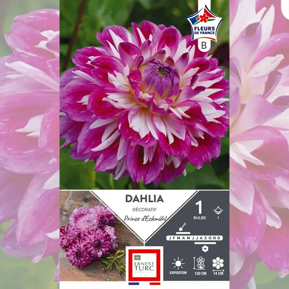DAHLIA DÉCORATIF PRINCE D'ECKMÜHL 