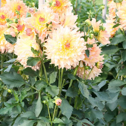 DAHLIA DECORATIF QUENZA AB 