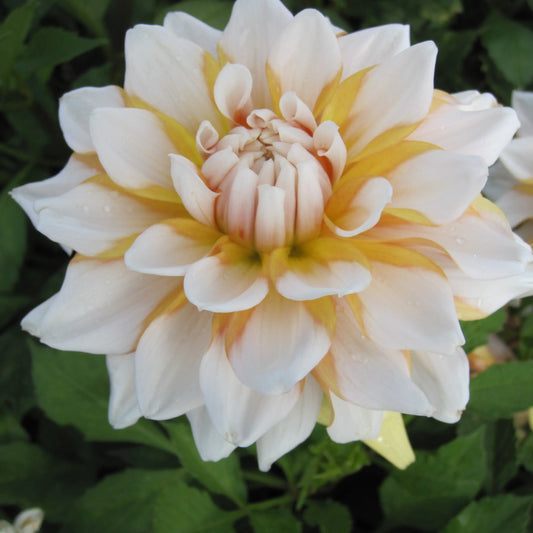 DAHLIA DECORATIF SEATTLE AB 