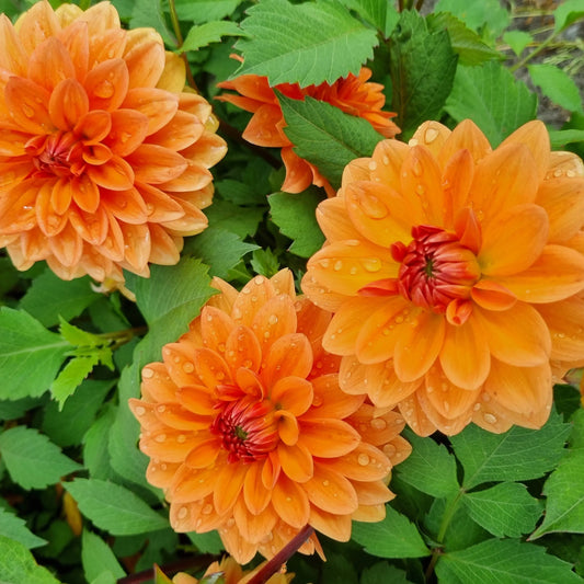 DAHLIA DECORATIF SUMMERFLAME AB 