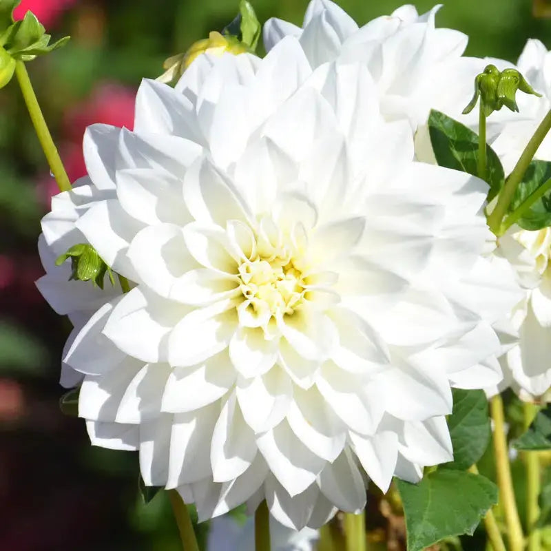 DAHLIA DECORATIF TEMPÊTE DE NEIGE AB 