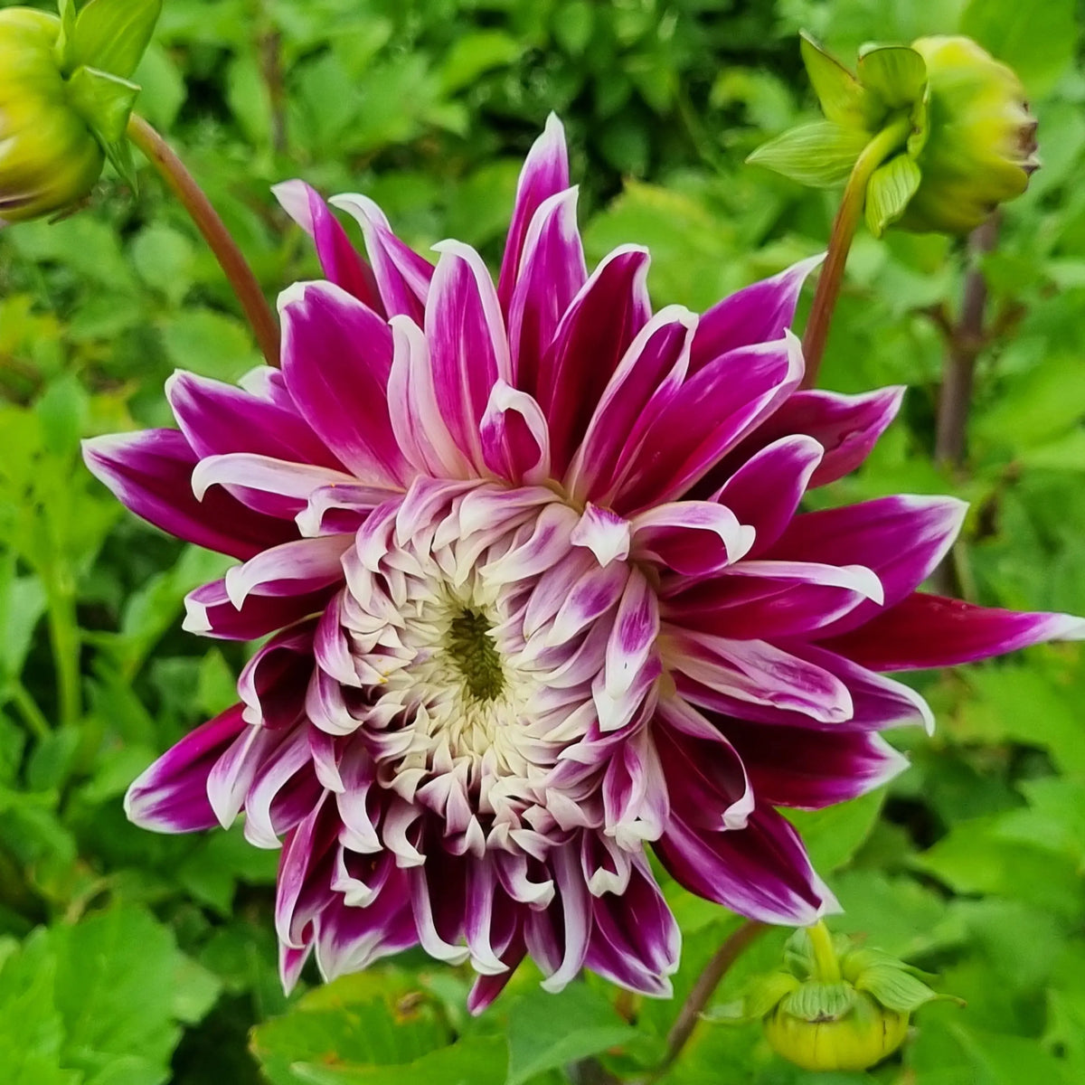 DAHLIA DECORATIF VANCOUVER AB 