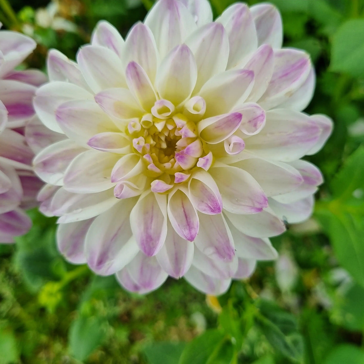 DAHLIA DECORATIF WITTEM AB 
