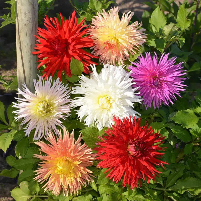 DAHLIA DENTELLE MELANGE 