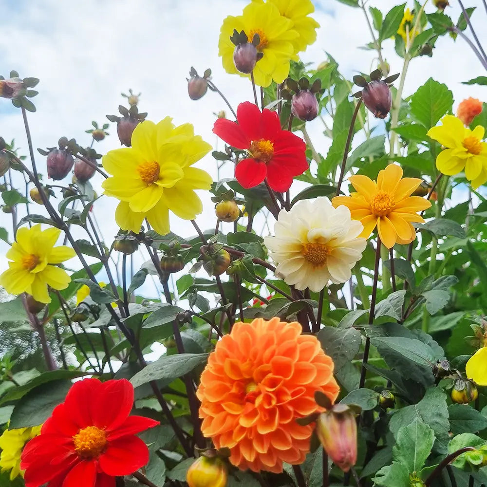 DAHLIA EN MELANGE 