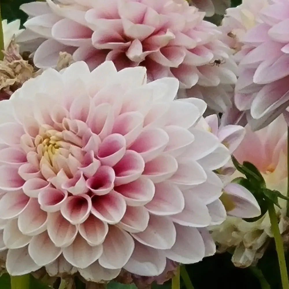DAHLIA FAYE 