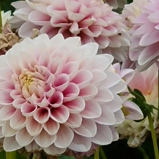 DAHLIA FAYE 
