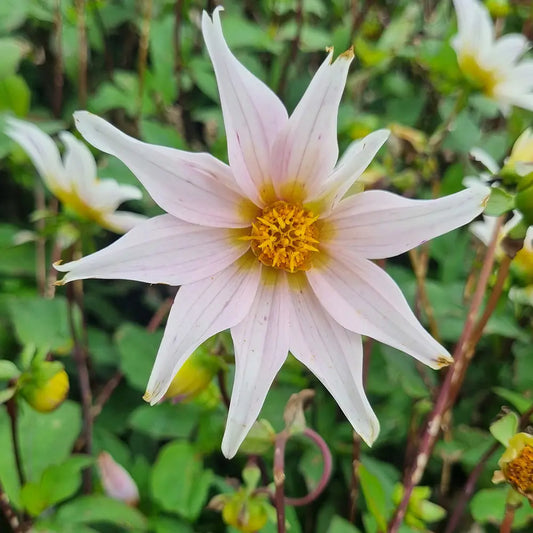 DAHLIA FULL OF NATURE 