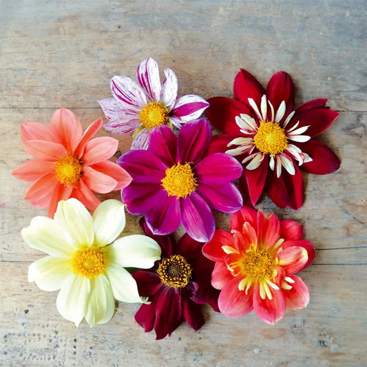 DAHLIA GEANT MÉLANGE 