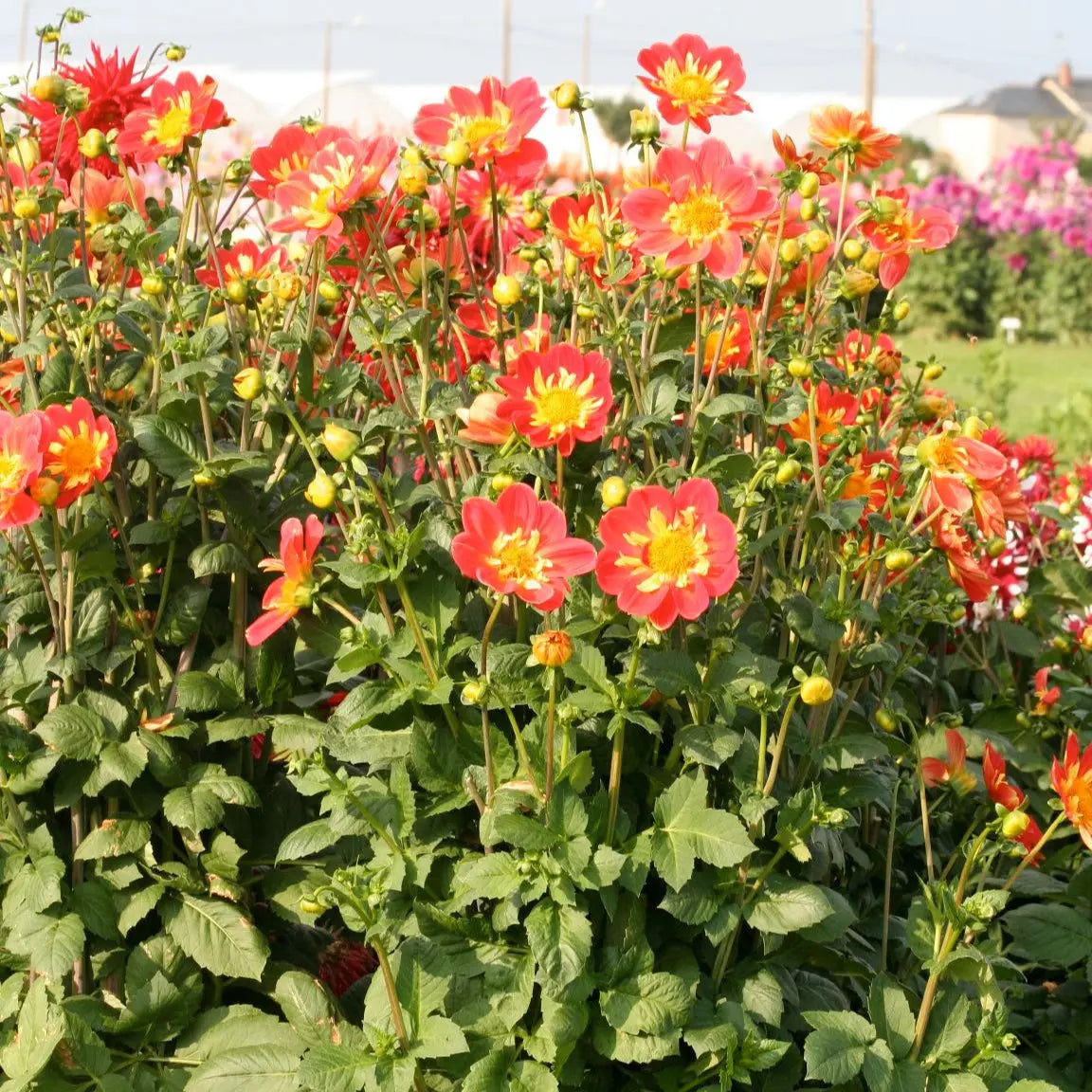 DAHLIA GÉANT OLYMPE 