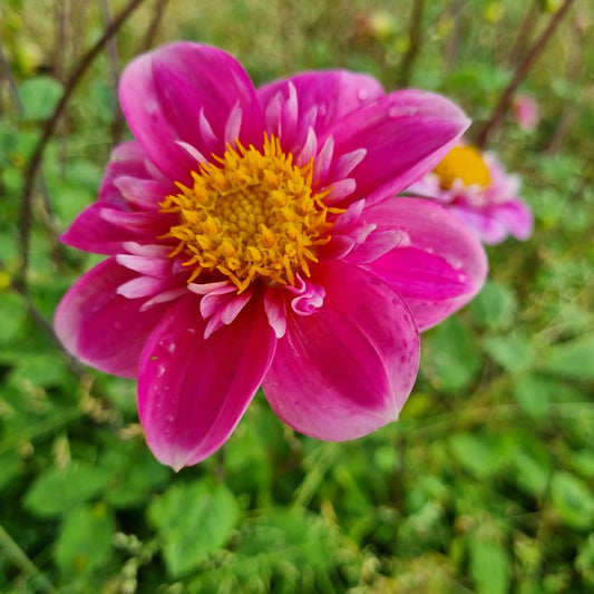 DAHLIA HARTENAAS AB 