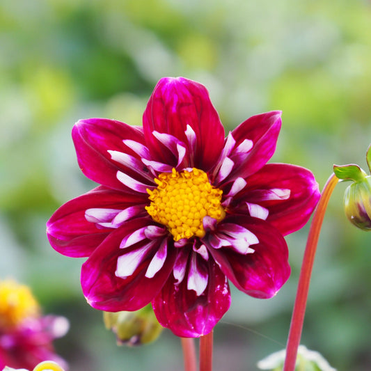 DAHLIA IMPRESSION FANTASTICO AB 