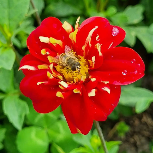 DAHLIA IMPRESSION FESTIVO AB 