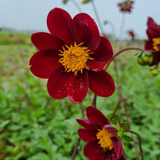 DAHLIA MEXICAN STAR 