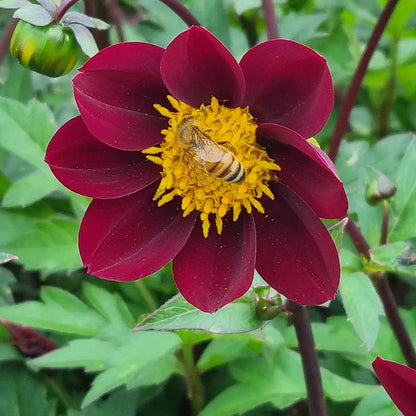 DAHLIA MEXICAN STAR 