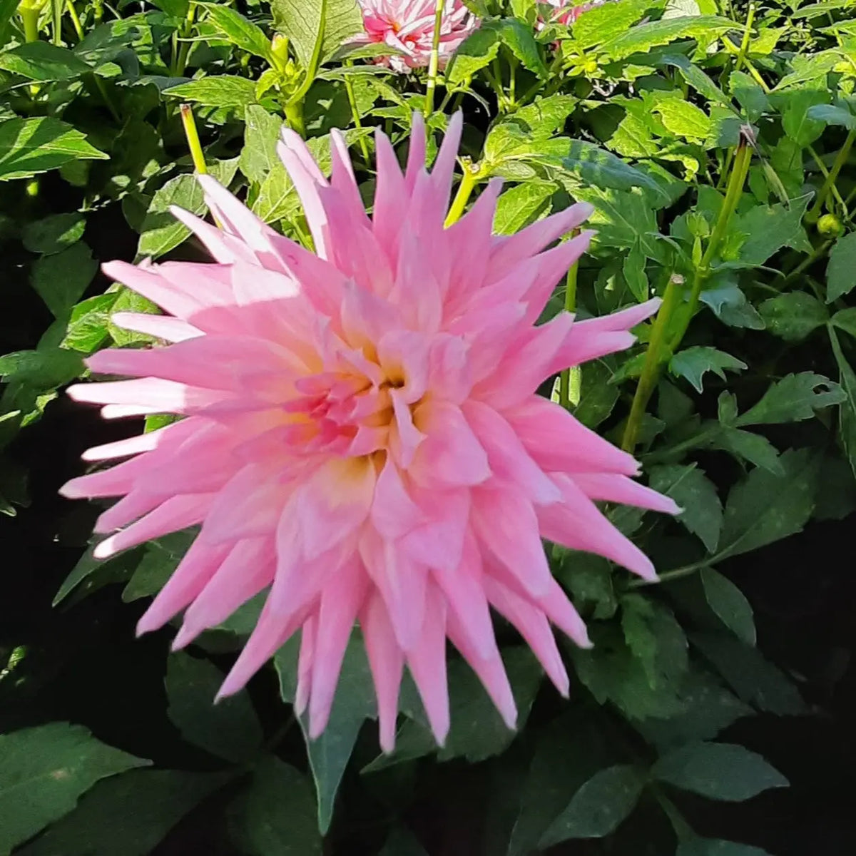 DAHLIA NAIN PARK PRINCESS 