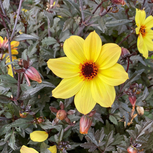 DAHLIA NAIN SIMPLE BRIGHT & BLACK 