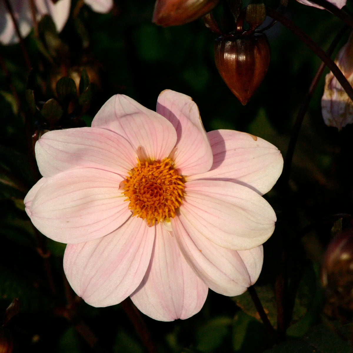 DAHLIA NAIN SIMPLE CORY AB 
