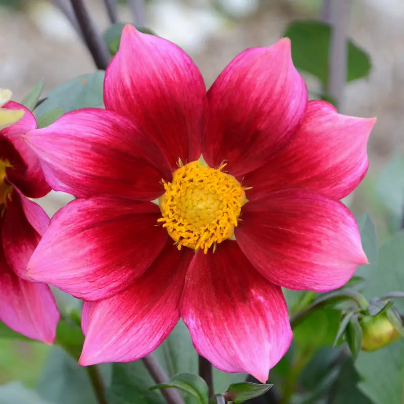 DAHLIA NAIN SIMPLE HÉROÏNE AB 