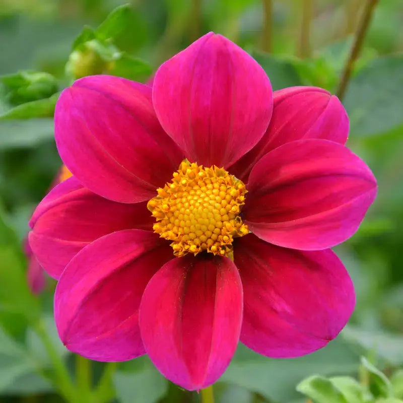 DAHLIA NAIN SIMPLE JET 