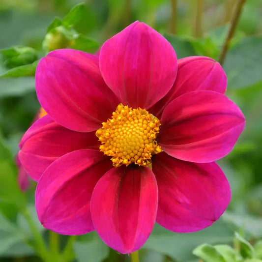 DAHLIA NAIN SIMPLE JET 