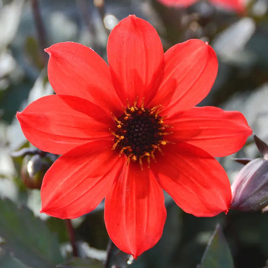 DAHLIA NAIN SIMPLE PAMPA AB 