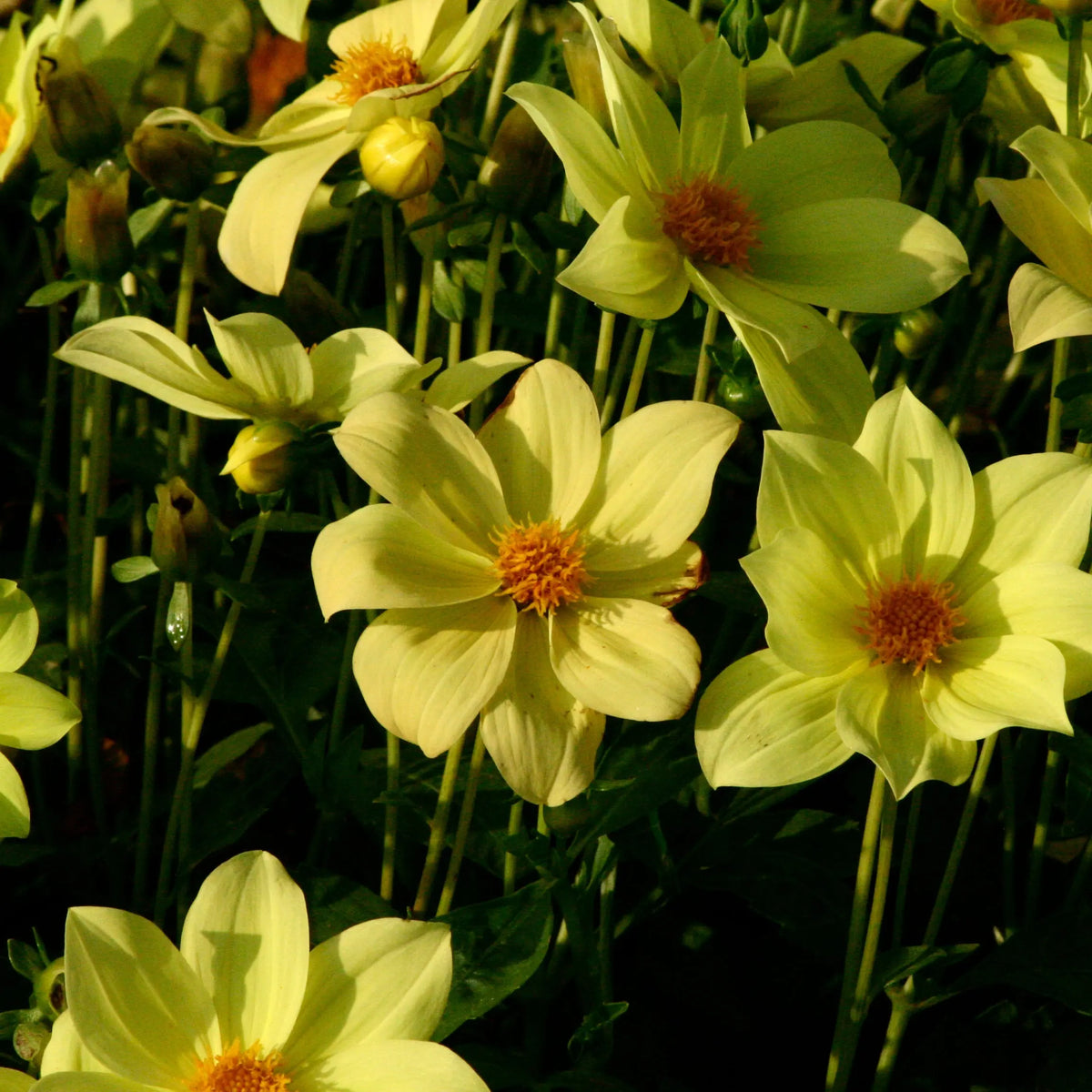 DAHLIA NAIN SIMPLE SABLE D´OR AB 