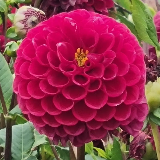 DAHLIA NATAL 