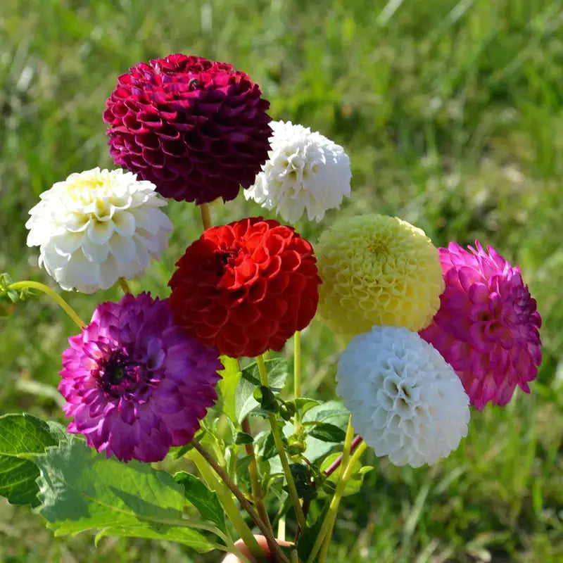 DAHLIA POMPON EN MÉLANGE 