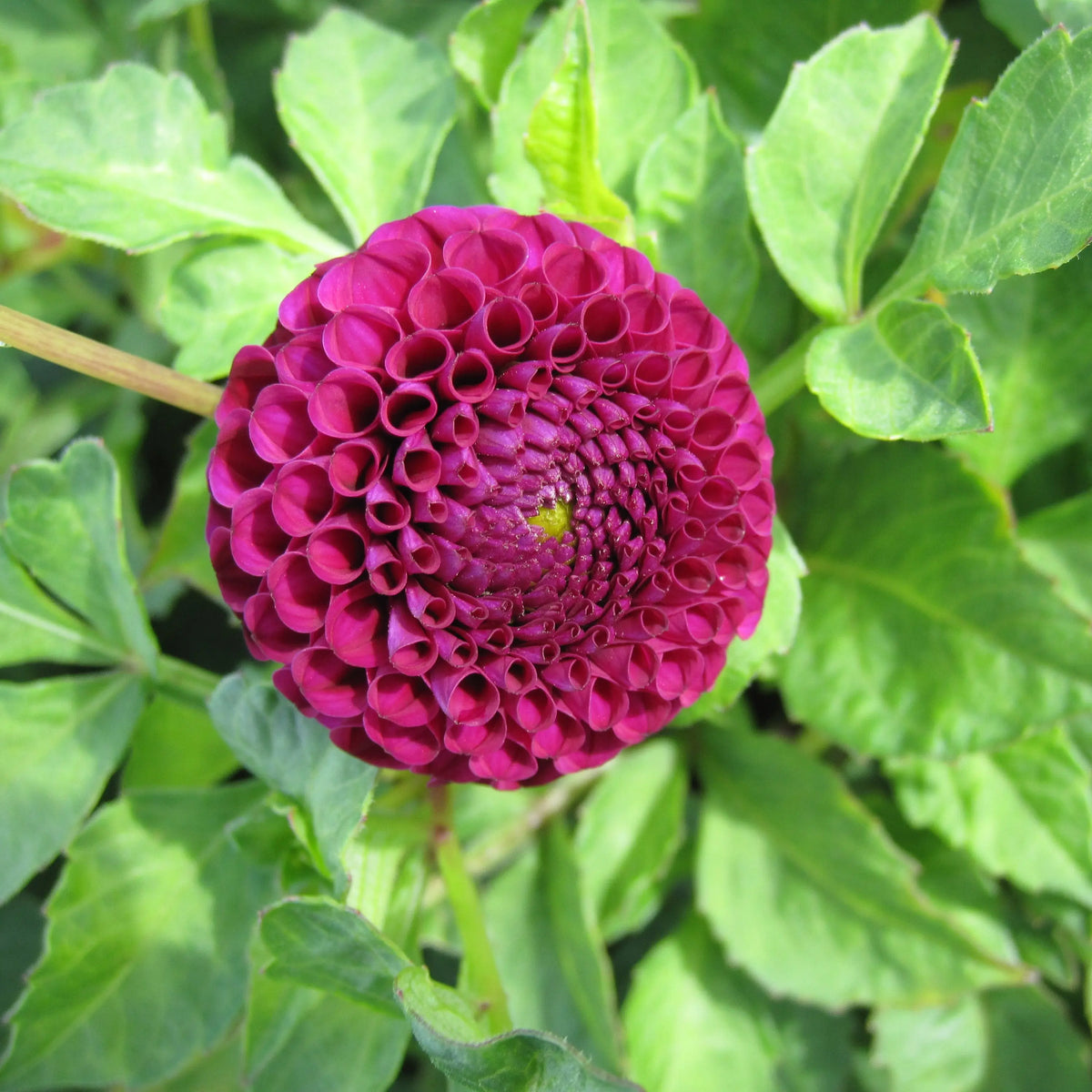 DAHLIA ROCCO AB 