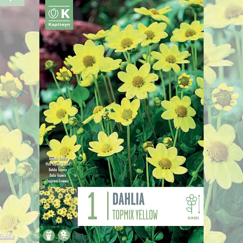 DAHLIA TOPMIX JAUNE 
