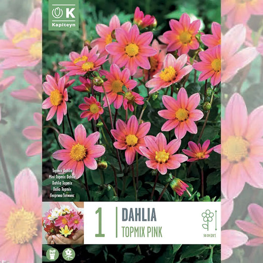 DAHLIA TOPMIX ROSE 