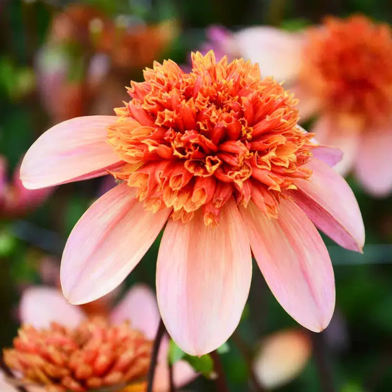 DAHLIA TOTALLY TANGERINE 